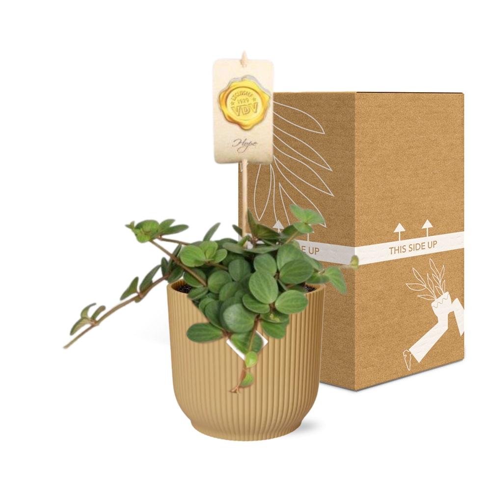 Productafbeelding van Pureplant