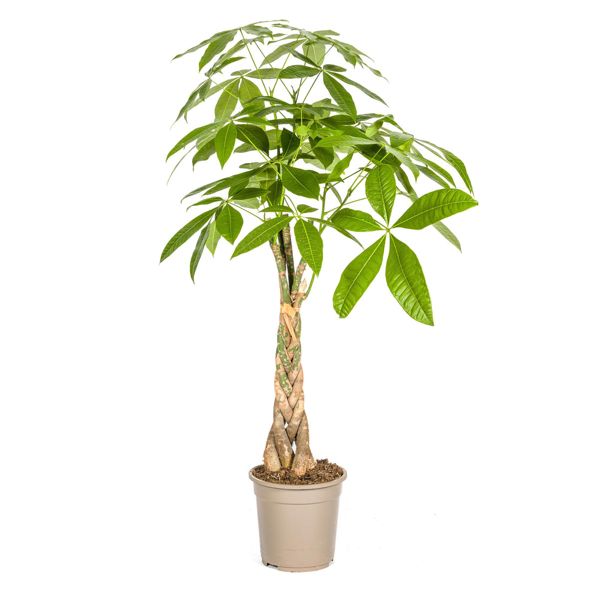 Pachira Aquatica, plant in pot