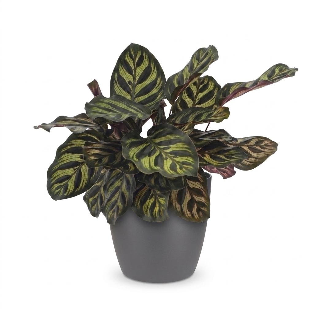 Calathea Makoyana - Pauwenplant met grijze pot, detail van het blad