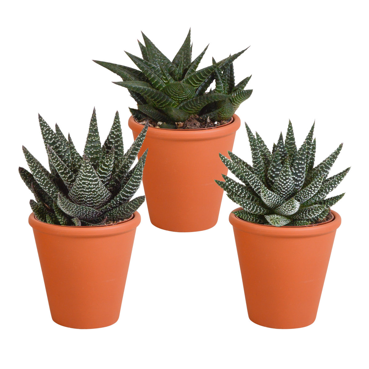 Productafbeelding van Pureplant