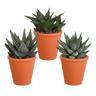 Gasteria/Haworthia mix