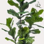 kunstplant - Ficus Lyrata  - Tabaksplant, detail van het blad
