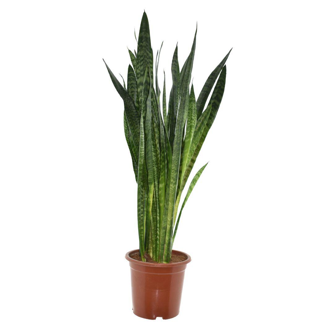 Sansevieria Zeylanica, plant in pot