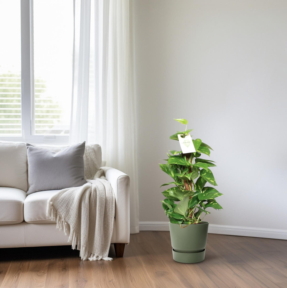 Detailfoto van Epipremnum Pinnatum Mosstok 60cm Scindapsus