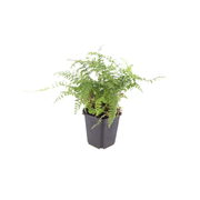 Polystichum set. &