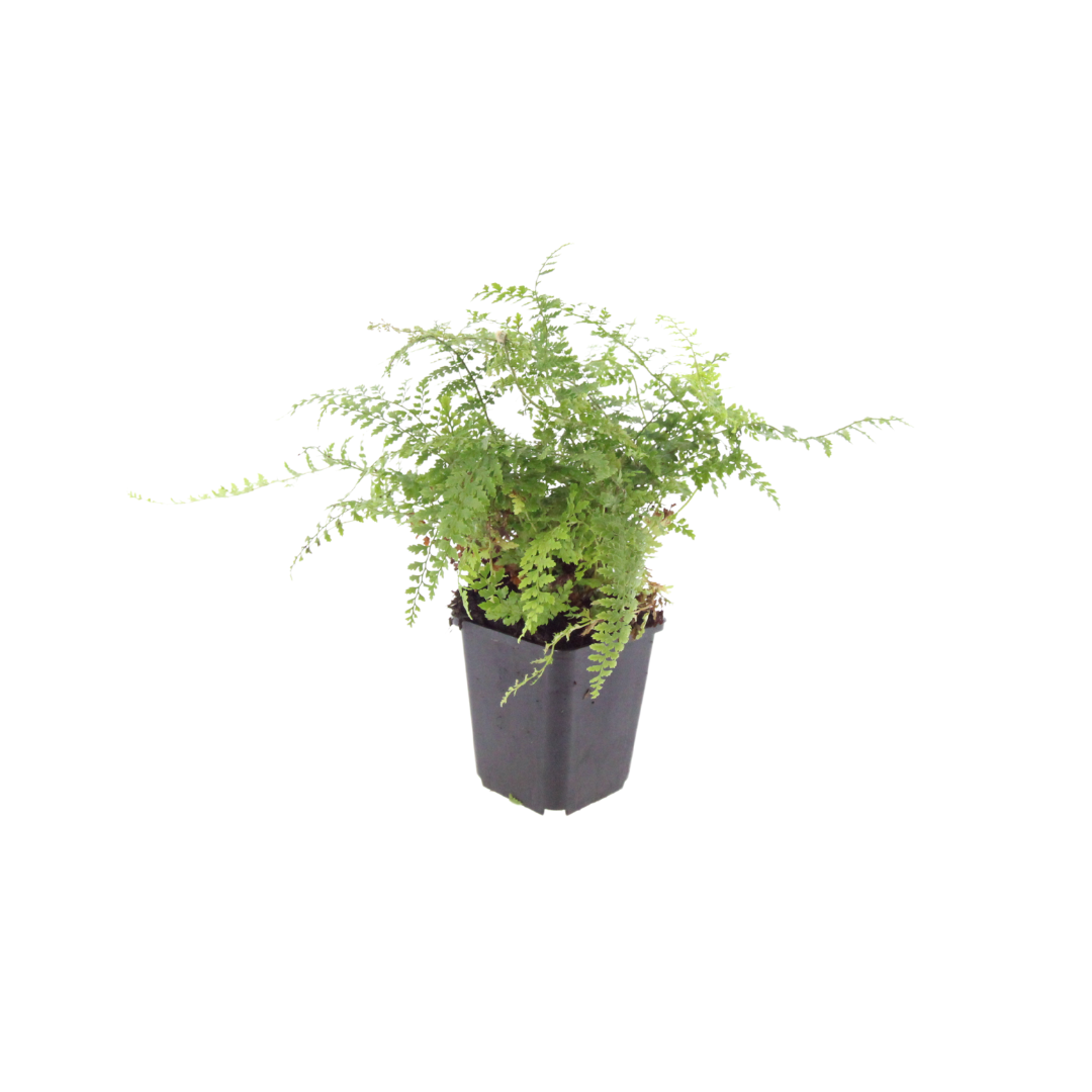 Polystichum set. 'Herrenhausen', detail van het blad