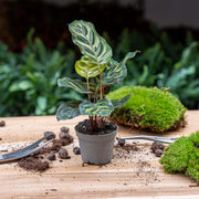 Calathea makoyana, pauwenplant voor terrarium