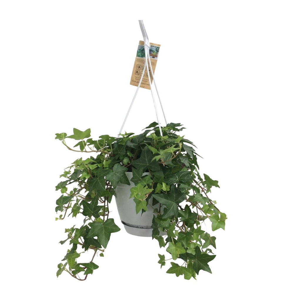 Detailfoto van Hedera Helix Groen - Hangpot Wit / Basic