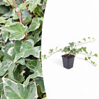 Productafbeelding van Pureplant