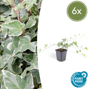 6x Hedera helix &