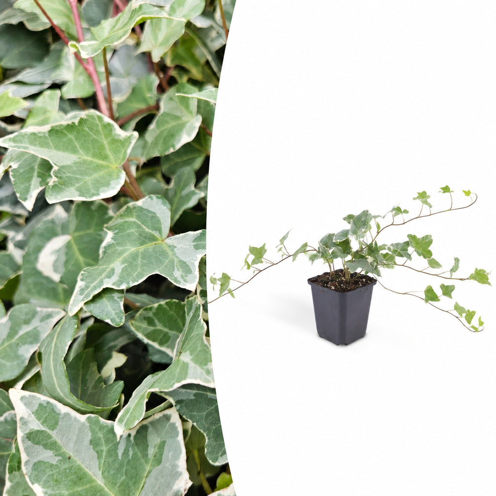 Productafbeelding van Pureplant