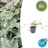 6x Hedera helix 'Glacier'