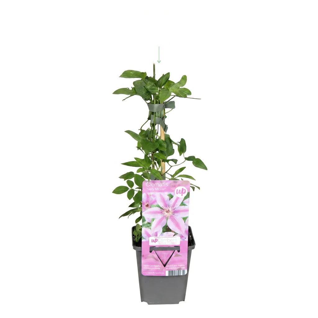 Clematis 'Nelly Moser' - roze gestreepte bosrank, detail van het blad