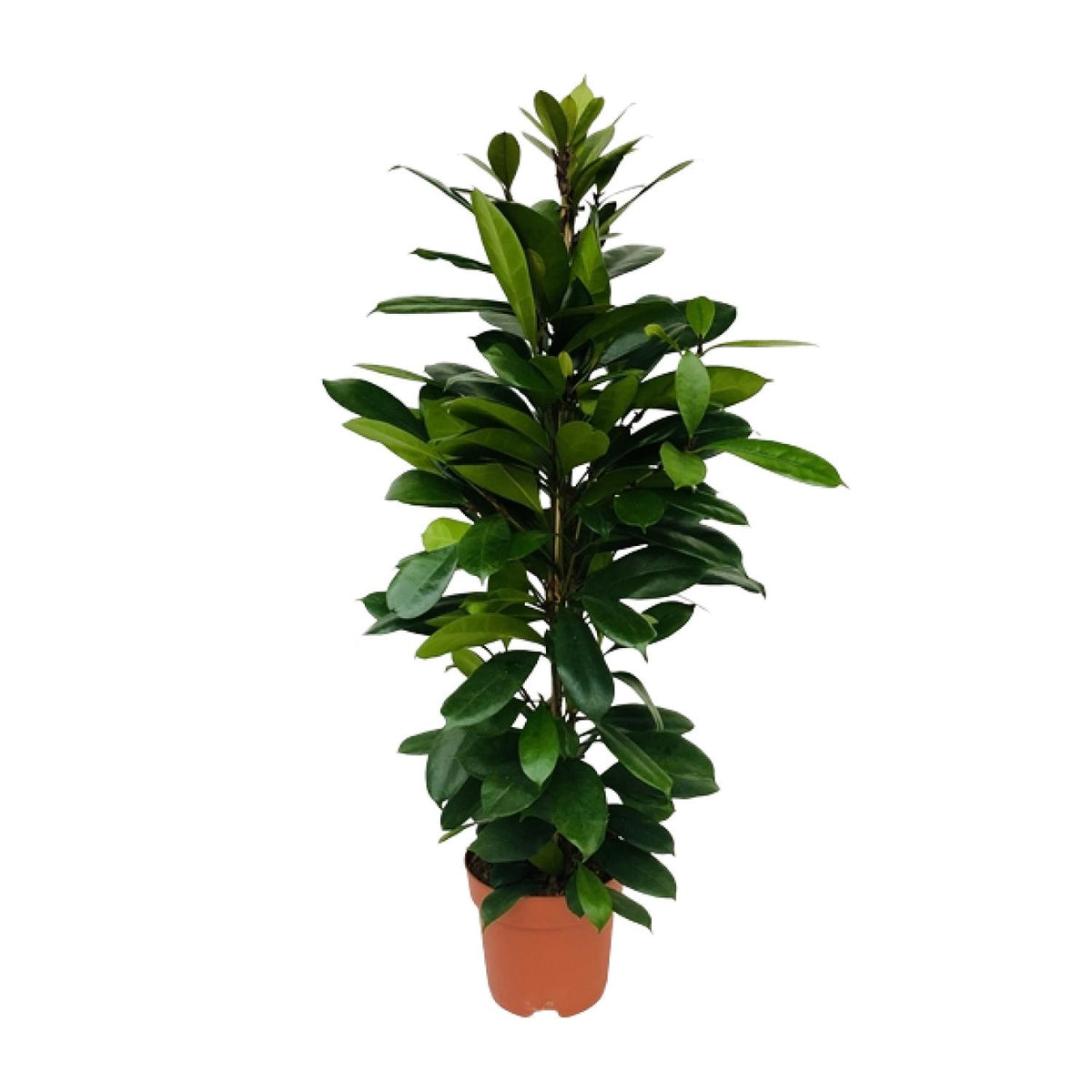 Ficus Cyathistipula, plant in pot