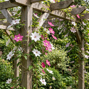 Clematis duo roze en wit - bosrank - set van 12 - Ø9 cm