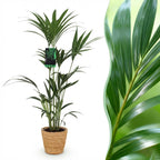 Howea Forsteriana, groeiwijze van de plant