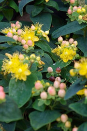 Hypericum inodorum &