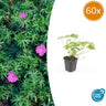 60x Geranium 'Tiny Monster'