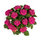 Productafbeelding van Pureplant