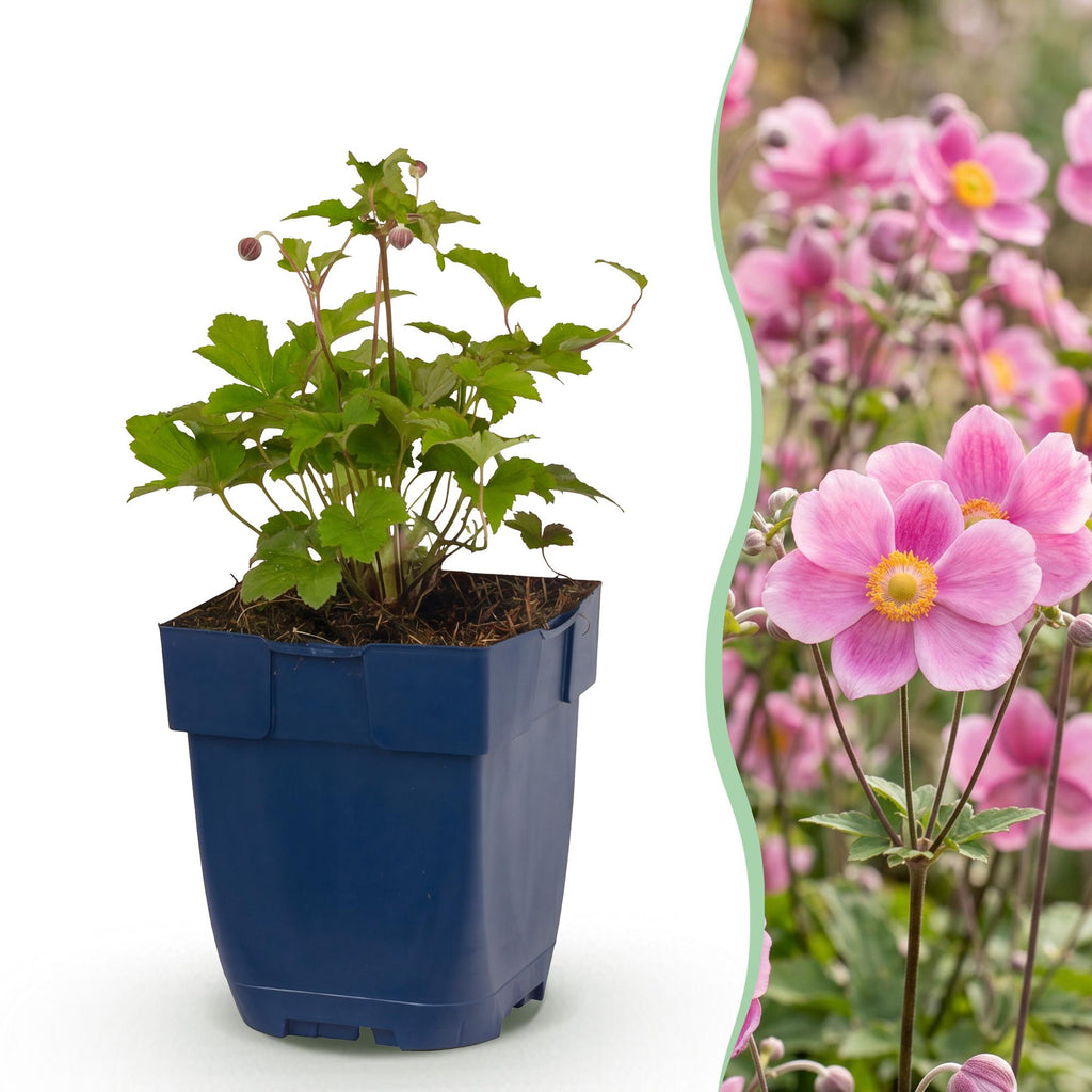 Herfst anemoon hup. Splendens, met donker roze bloemen, kenmerkend blad