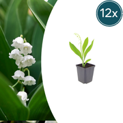 Convallaria majalis