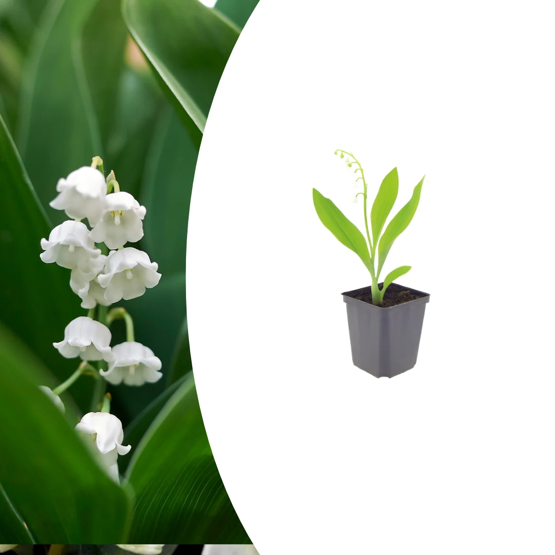 Convallaria majalis, groene bladeren