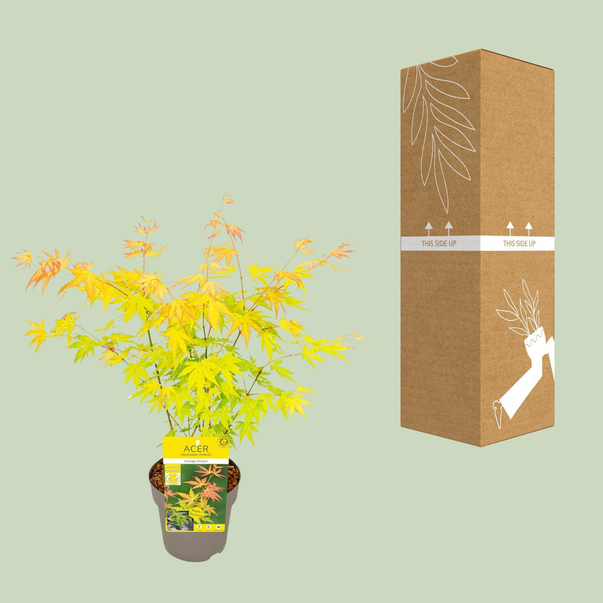Acer palmatum 'Orange Dream', oranjegeel blad, 30 cm hoog, kenmerkend blad