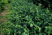 Euonymus fort. &