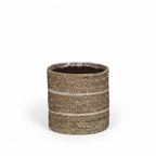Mand Celestial wit 20 cm, groeiwijze van de plant