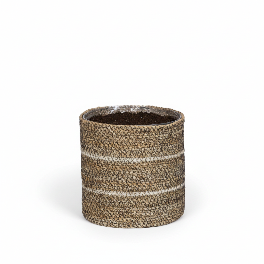 Mand Celestial wit 20 cm, groeiwijze van de plant