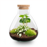 DIY Planten terrarium - Sammie Coffea White