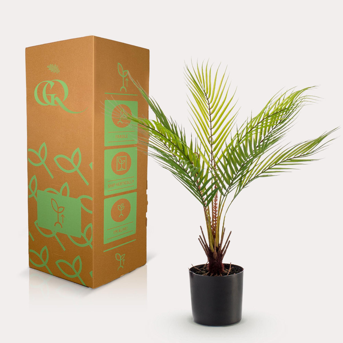 Kunstplant Chamaedorea, bergpalm met veerachtig blad, 50 cm, groeiwijze van de plant