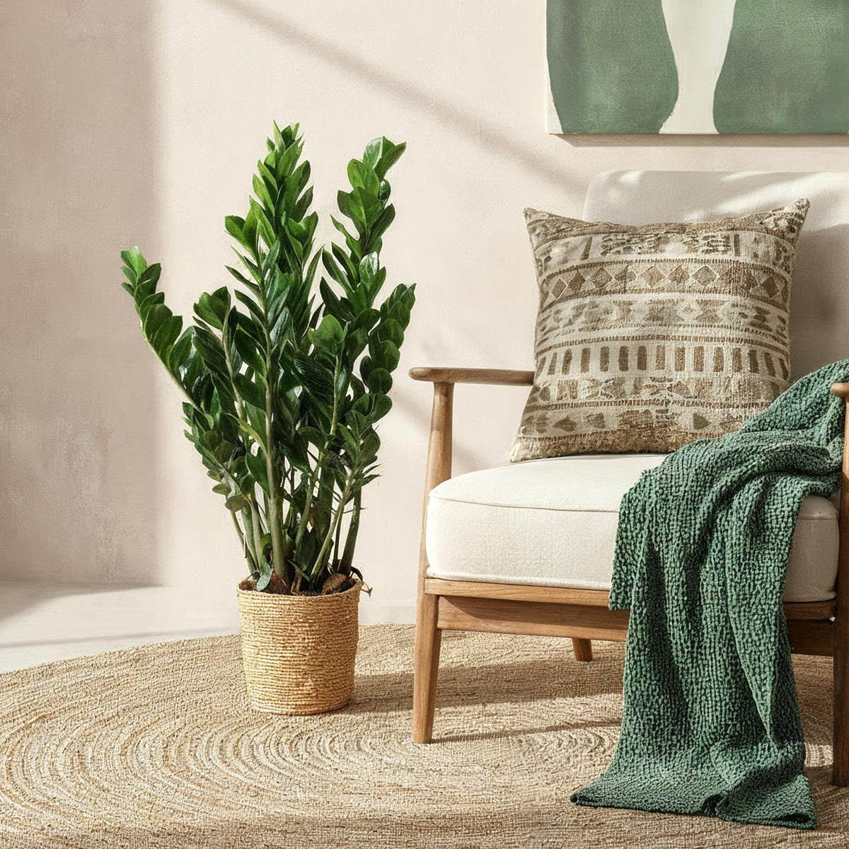 Zamioculcas - ZZ-plant met mand, plant in pot
