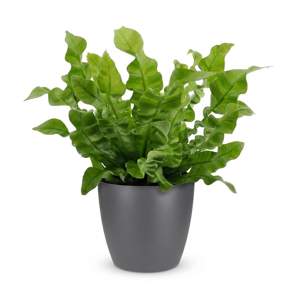 Asplenium Crispy Wave - met grijze pot, kenmerkend blad