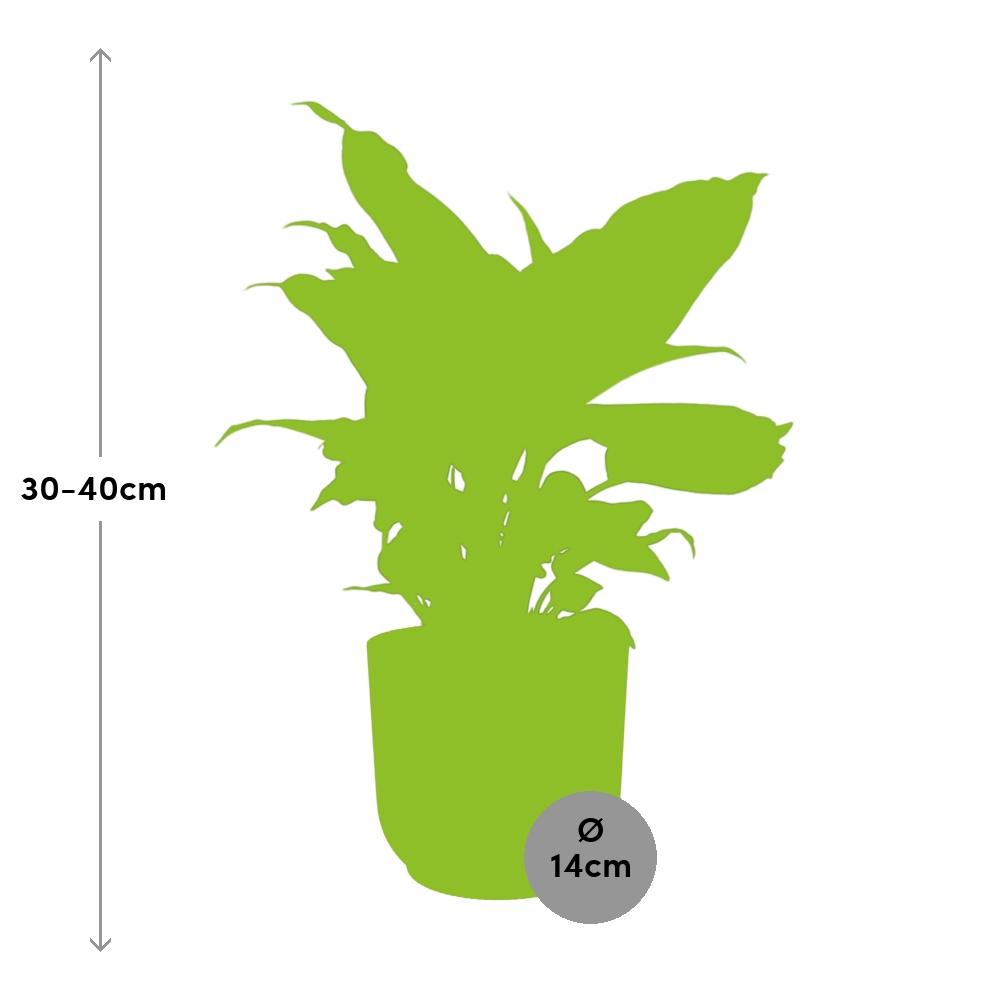 Detailfoto van Dieffenbachia ‘Camilla’ in ELHO Vibes Fold 14cm roze