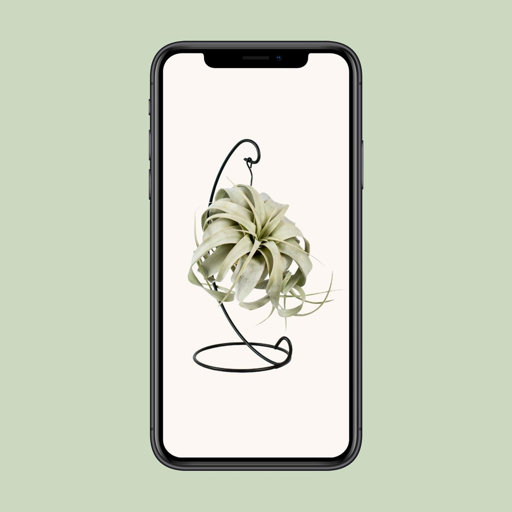 Tillandsia King Xero, groene bladeren