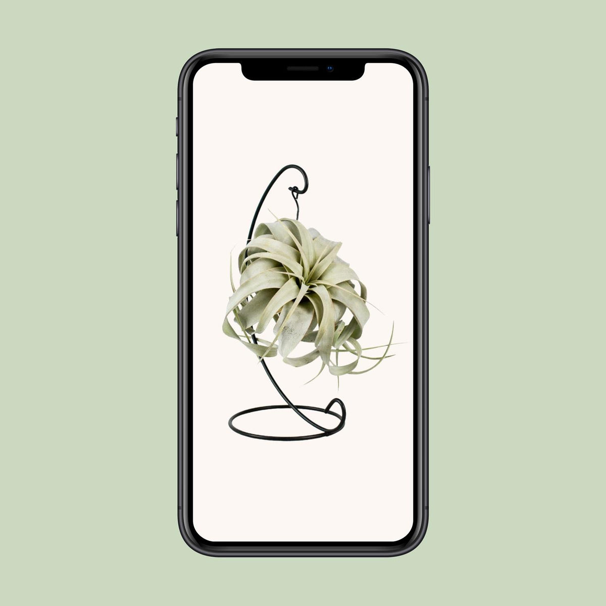 Tillandsia King Xero, groene bladeren