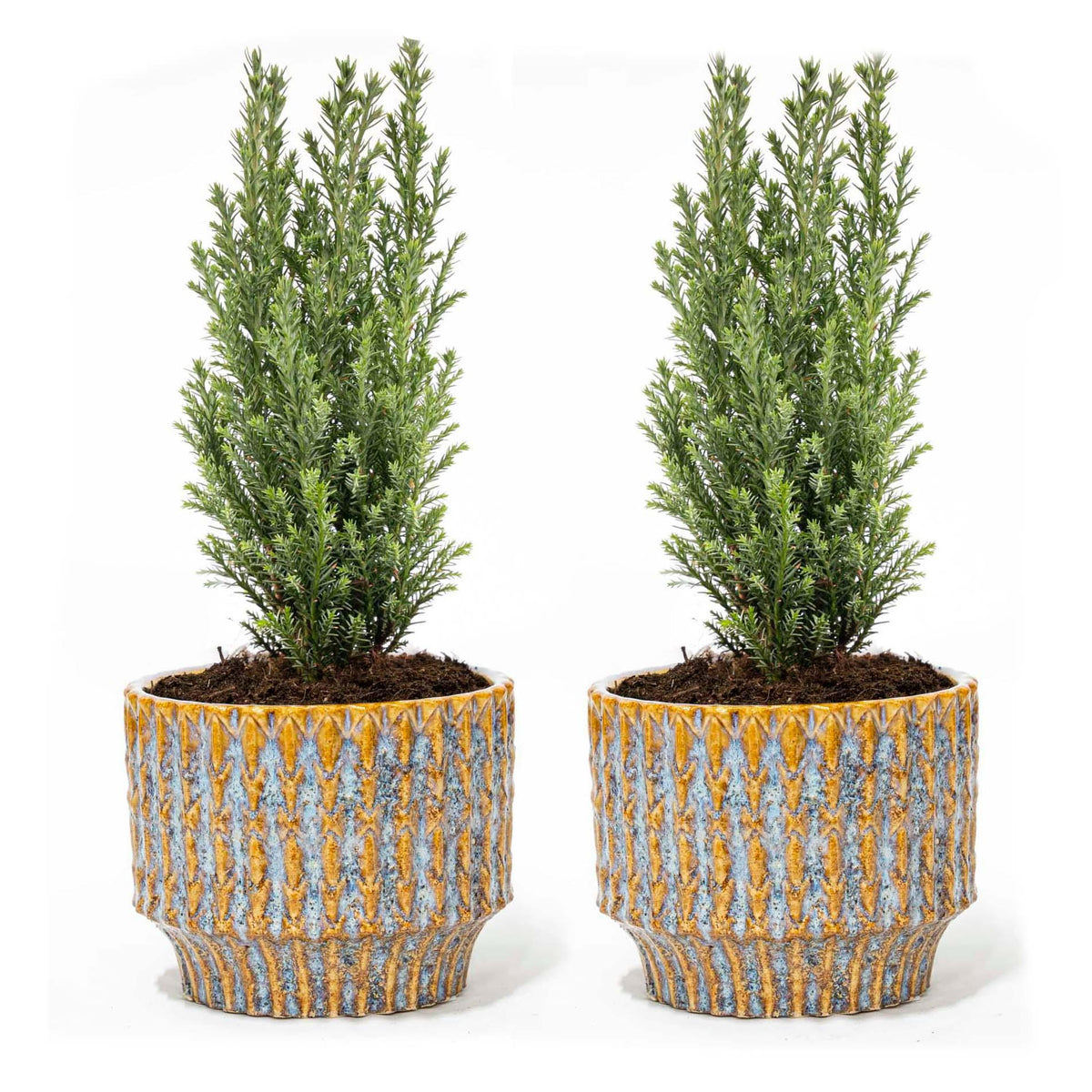 Productfoto van Set van 2 - Kerstboom 'Ellwoodii' + Pot Echo