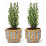 Set van 2 - Kerstboom 'Ellwoodii' + Pot Echo