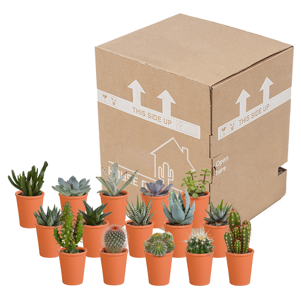 Detailfoto van Cactus en vetplanten mix | 15 stuks - in terracotta pot