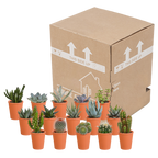 Detailfoto van Cactus en vetplanten mix | 15 stuks - in terracotta pot