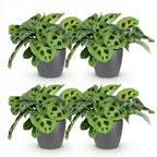 Maranta Fascinator Kerchoveana met grijze pot, compacte plant