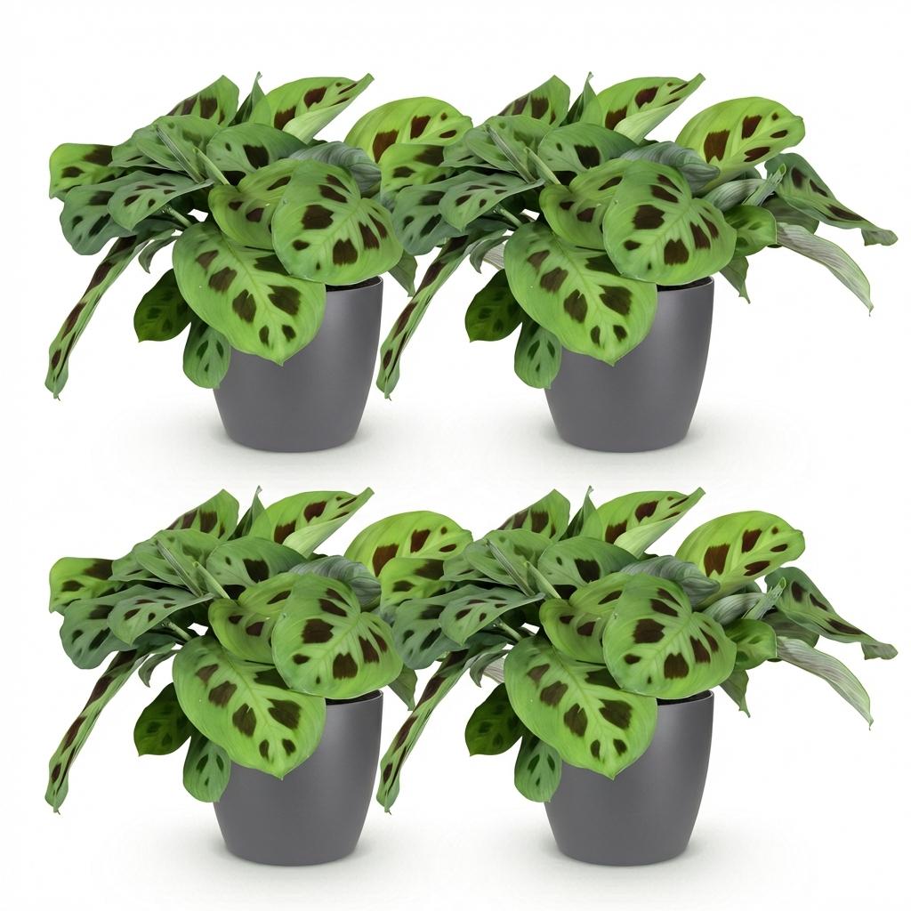 Maranta Fascinator Kerchoveana met grijze pot, compacte plant