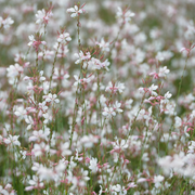 Gaura lindheimeri