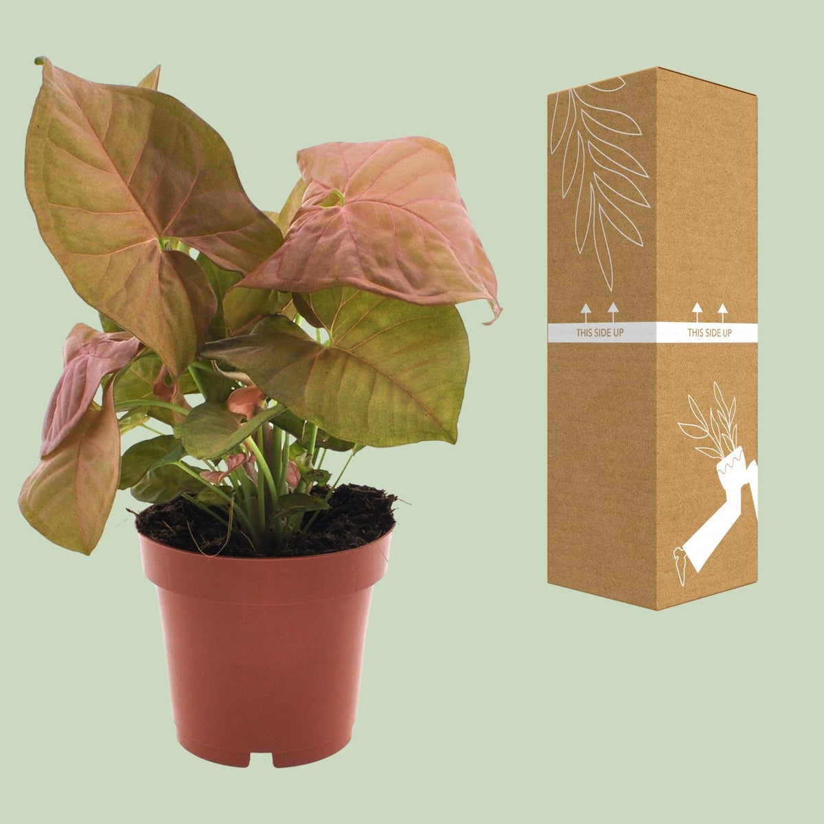 Detailfoto van Syngonium Neon