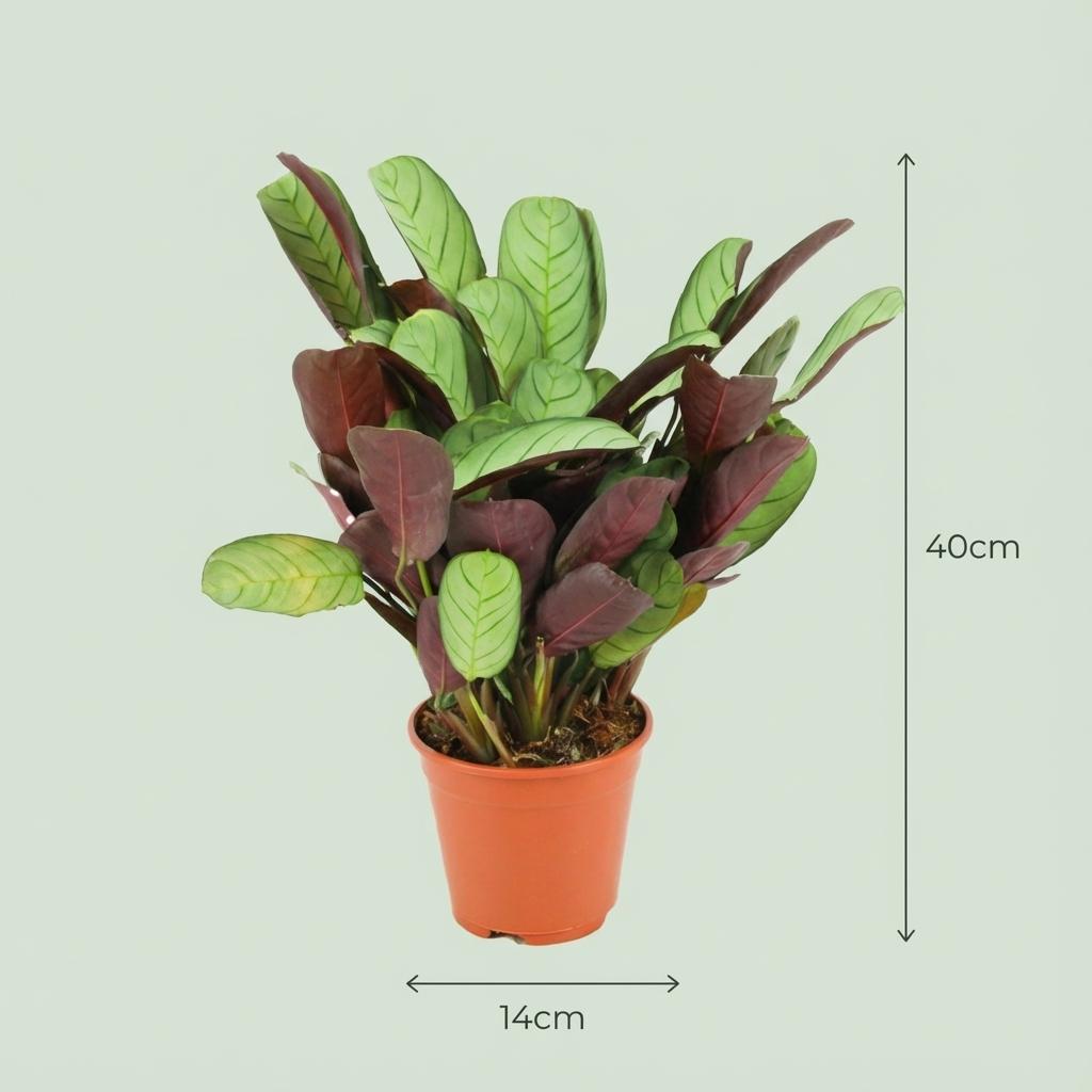 Ctenanthe Amagris, 35-40 cm hoog, kenmerkend blad