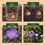 Bollenmix schaduwtuin, foto 4