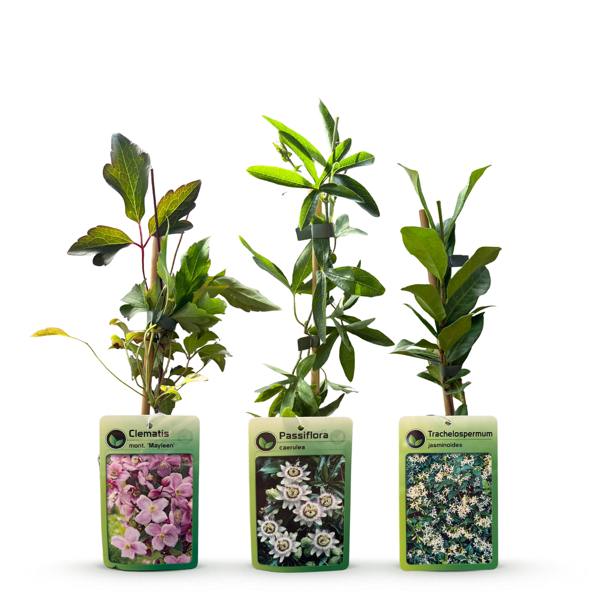 Klimplanten tricolor mix, bergclematis, passiebloem en sterjasmijn, kenmerkend blad