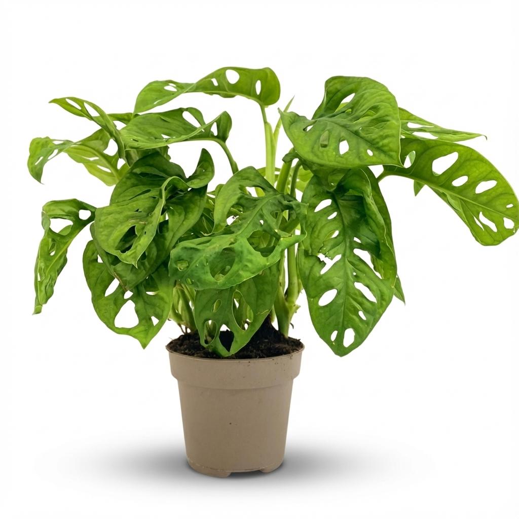 Monstera Adansonii Monkey Mask, detail van het blad