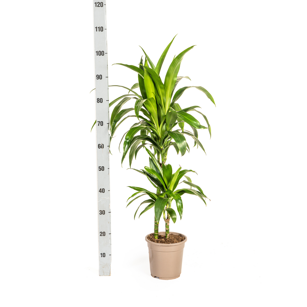 Dracaena Deremensis Lisa, groene bladeren
